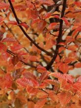 Carpinus betulus Orange Retz - Charme commun 