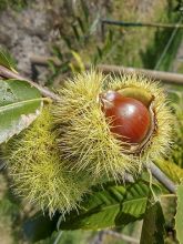 Châtaignier Maraval - Castanea sativa