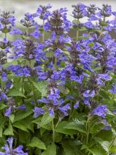 Nepeta nervosa Neptune - Chataire nervurée