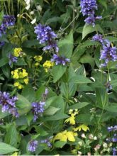 Nepeta subsessilis Laufen - Chataire