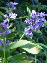 Nepeta subsessilis - Chataire subsessile 