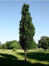 Chêne des marais, Chêne épingle 'Green Pillar'