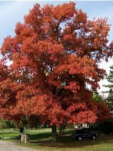 Chêne écarlate - Quercus coccinea