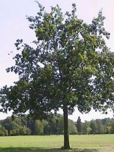 Chêne pédonculé - Quercus robur (pedonculata)