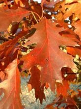 Quercus rubra - Chêne rouge d'Amérique
