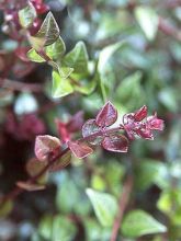 Lonicera nitida Red Tips - Chèvrefeuille à feuilles de buis.