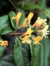 Chèvrefeuille, Lonicera Henryi Copper Beauty cov