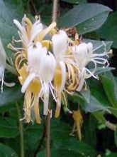 Chèvrefeuille du Japon - Lonicera japonica Dart's Acumen