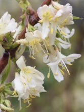 Chèvrefeuille d’hiver, Lonicera purpusii Winter Beauty