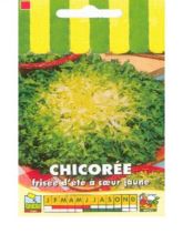 Chicorée frisée d'été à Cœur Jaune - Cichorium endivia crispum