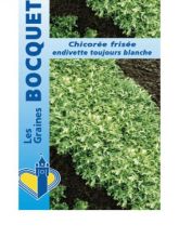 Chicorée frisée Endivette (Toujours blanche) - Cichorium endivia var. crispum