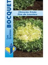 Chicorée frisée Fine de Louviers - Cichorium endivia