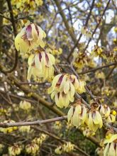 Chimonanthus praecox Grandiflorus - Chimonanthe odorant  à grandes fleurs