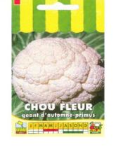 Chou-fleur Géant D'Automne Primus