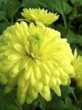 Chrysanthème des jardins Citronella - Chrysanthemum indicum