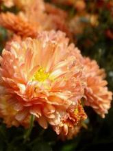 Chrysanthème des jardins Herbstbrokat - Chrysanthemum (x) indicum
