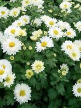 Chrysanthemum indicum Poesie - Chrysanthème des jardins