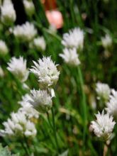 Ciboulette - Allium schoenoprasum Corsican White