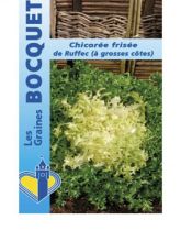 Chicorée frisée De Ruffec - Cichorium endivia var. crispum