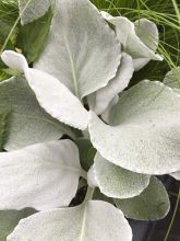 Senecio Angel Wings - Seneçon 