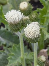 Cirsium rivulare Frosted Magic - Cirse des rives