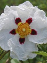 Cistus Alan Fradd - Ciste pourpre à fleurs blanches.