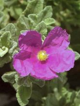 Cistus ou Ciste pulverulentus Sunset