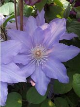 Clématite Angélique - Clematis Angélique