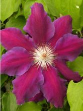 Clématite - Clematis Anna Louise