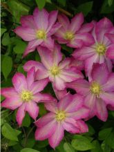 Clématite - Clematis Asao