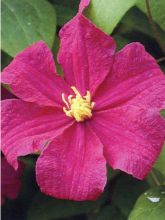 Clématite - Clematis Barbara Harrington