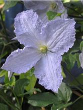 Clématite 'Blue Angel'