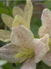 Clématite cirrhosa Winter Parasol - Clematis cirrhosa - Clématite de Noël