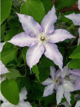 Clématite Clair de Lune - Clematis Clair de Lune