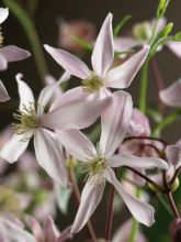 Clematis armandii Apple Blossom - clématite du père Armand