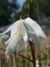 Clématite - Clematis alpina Albina Plena