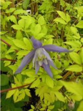 Clématite - Clematis alpina Stolwijk Gold