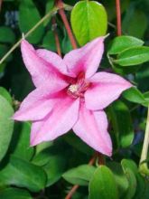 Clématite - Clematis texensis Duchess of Albany