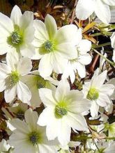 Clématite - Clematis Early Sensation