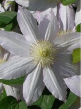 Clématite - Clematis Etoile Nacrée