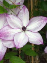 Clématite - Clematis Fond Memories