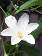 Clématite - Clematis Huldine