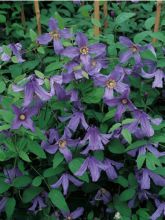 Clématite integrifolia - Clematis integrifolia Blue Boy livré en hauteur 60 cm en pot de 1,5l/2l