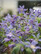 Clématite - Clematis integrifolia Blue River