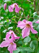 Clématite - Clematis Hendryetta