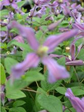 Clématite Saphyra Estrella - Clématite à grandes fleurs.