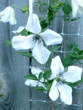 Clématite - Clematis Viticella Alba Luxurians