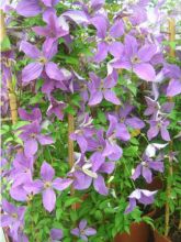 Clématite Sunny Sky - Clematis viticella Sunny Sky