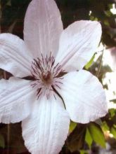 Clématite - Clematis John Paul II (Jean Paul II)