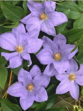 Clématite - Clematis Lawsoniana